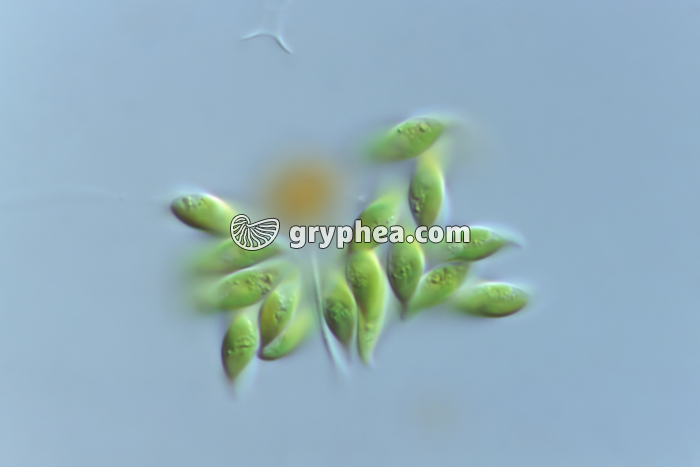 Pediastrum sp - gryphea.com